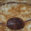 bandeau pirate chocolat